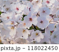 桜 118022450