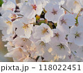 桜 118022451