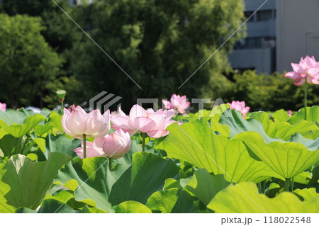 台東区上野公園の不忍池に咲くハスの花 台東区上野公園の不忍池に咲くハスの花 118022548