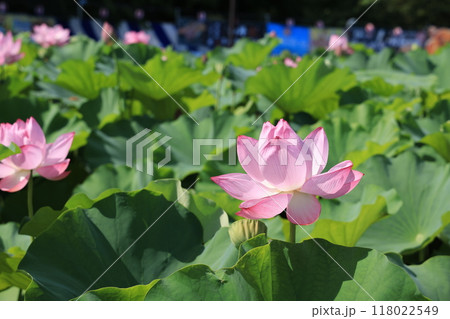 台東区上野公園の不忍池に咲くハスの花 台東区上野公園の不忍池に咲くハスの花 118022549