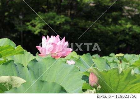 台東区上野公園の不忍池に咲くハスの花 台東区上野公園の不忍池に咲くハスの花 118022550
