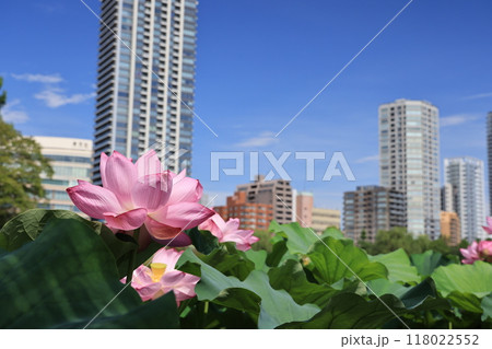 台東区上野公園の不忍池に咲くハスの花 台東区上野公園の不忍池に咲くハスの花 118022552