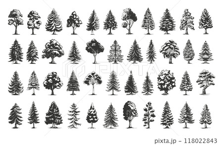 Various Forest Trees Icons Set Simple Line Art Engraving Style Vintage Design White Background Different Tree Types Forest Elements Hand-drawn Illustrations Various Forest Trees Icons Set Simple Line Art Engraving Style Vintage Design White Background Different Tree Types Forest Elements Hand-drawn Illustrations 118022843