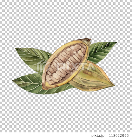 A whole fruit and half a cocoa fruit with grains inside the pod on the leaves. The illustration is hand-drawn in watercolor in brown and green shades. For packaging, postcards, textiles, cosmetics 118022996