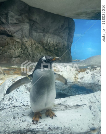 今にも飛びそうなペンギン 今にも飛びそうなペンギン 118023016