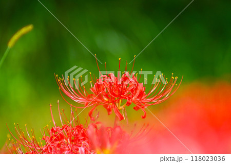 赤く色づく秋の風景　新城のヒガンバナ 118023036