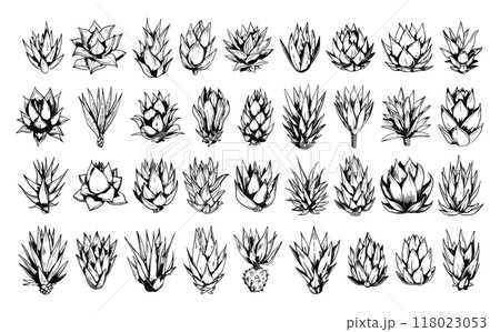 Different Agave Retro Sketch Icons Set Vector Line Drawing Old Woodcut Style White Background Botanical Illustration Classic Plant Silhouettes Vintage Engraving Detailed 118023053