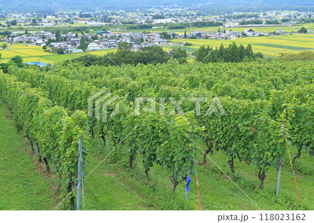 安曇野　初秋のワイン用ブドウ畑 118023162