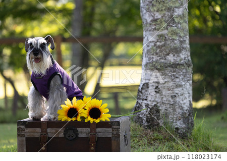 犬とヒマワリ　ミニチュアシュナウザー 118023174