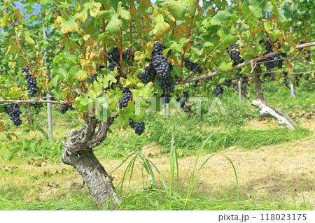 ワイン用ブドウ ピノ・ノワール ワイン用ブドウ ピノ・ノワール 118023175