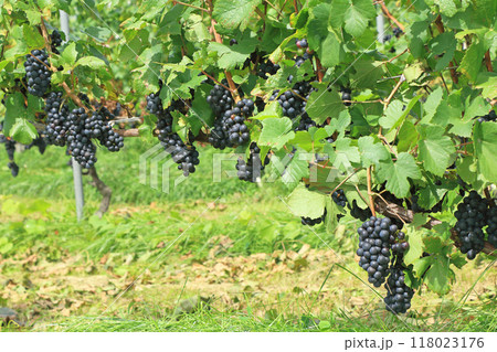 ワイン用ブドウ　ピノ・ノワール 118023176