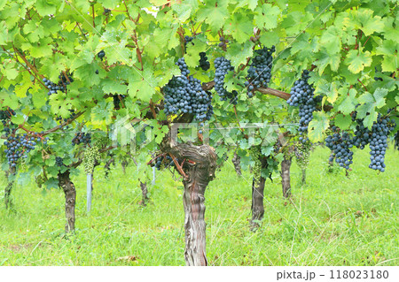 ワイン用ブドウ　メルロー 118023180