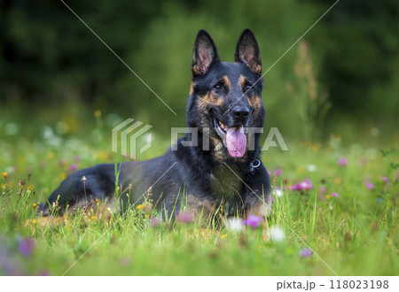 German shepherd dog lying on the grass in a summer field with flowers 118023198