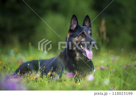 German shepherd lying on the grass with flowers in summer day. Selective focus. German shepherd lying on the grass with flowers in summer day. Selective focus. 118023199