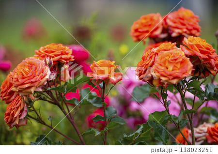 Beautiful orange roses "Orange Baby" variety  in the garden. Shallow depth of field. 118023251
