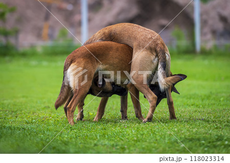 Two Belgian shepherd malinois playing  on the green grass in the garden 118023314