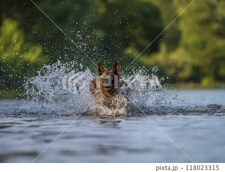 Belgian shepherd malinois dog running in the water and splashing in the air 118023315