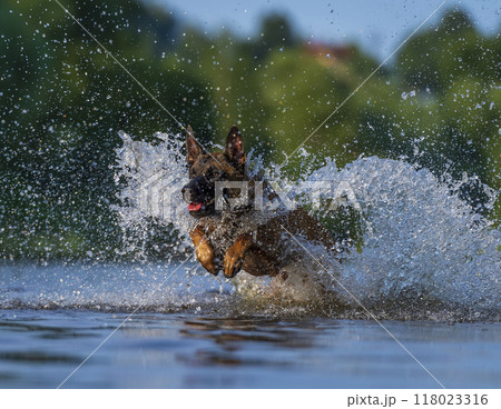 Belgian shepherd Malinois running in the water with splashes of water on it Belgian shepherd Malinois running in the water with splashes of water on it 118023316