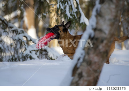 Malinois puppy playing with a toy in the snow in winter forest Malinois puppy playing with a toy in the snow in winter forest 118023376