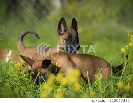 Two puppies belgian shepherd malinois playing on green grass and looking at camera 118023383
