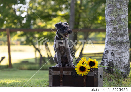 犬とひまわり ミニチュアシュナウザー 犬とひまわり ミニチュアシュナウザー 118023423