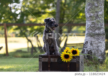 犬とひまわり　ミニチュアシュナウザー 118023424