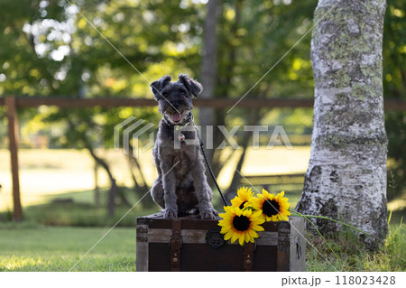 犬とひまわり　ミニチュアシュナウザー 118023428