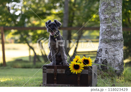 犬とひまわり　ミニチュアシュナウザー 118023429