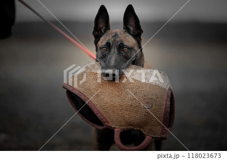 Belgian shepherd malinois dog with a training pillow. Selective focus. 118023673