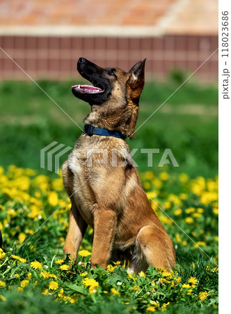 Portrait of a belgian shepherd malinois puppy sitting on the grass 118023686