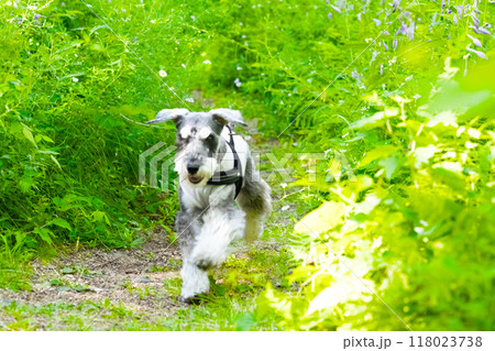 緑の中をまっすぐ走ってくる犬 緑の中をまっすぐ走ってくる犬 118023738