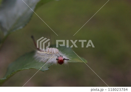 Caterpillar on Plants in Organic Garden Rural East Texas 118023784