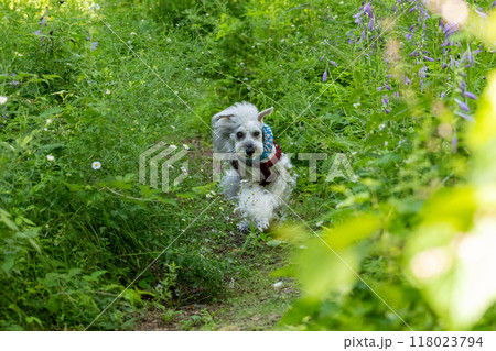 緑の中をまっすぐ走ってくる犬 緑の中をまっすぐ走ってくる犬 118023794