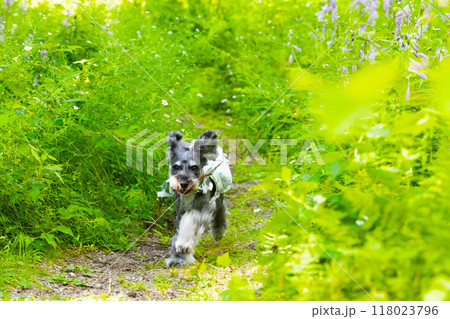 緑の中をまっすぐ走ってくる犬 緑の中をまっすぐ走ってくる犬 118023796
