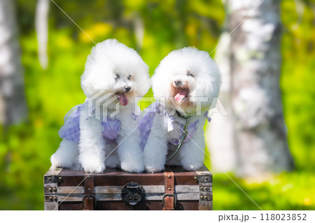 白くて もふもふな犬 白くて もふもふな犬 118023852