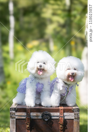 白くて もふもふな犬 白くて もふもふな犬 118023857