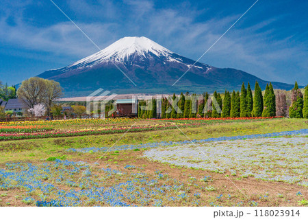 【山梨県】ネモフィラ咲く花の都公園から、富士山 118023914
