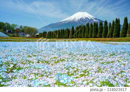【山梨県】ネモフィラ咲く花の都公園から、富士山 118023917