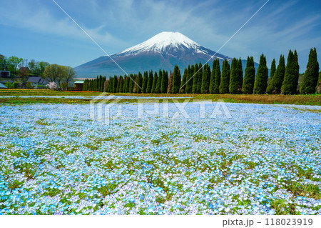 【山梨県】ネモフィラ咲く花の都公園から、富士山 118023919