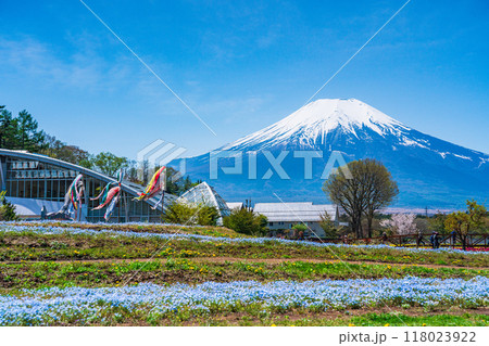 【山梨県】ネモフィラ咲く花の都公園から、富士山 【山梨県】ネモフィラ咲く花の都公園から、富士山 118023922