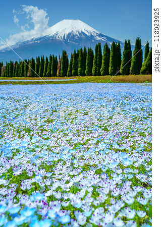 【山梨県】ネモフィラ咲く花の都公園から、富士山 118023925