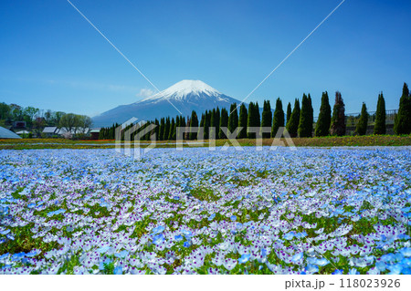 【山梨県】ネモフィラ咲く花の都公園から、富士山 【山梨県】ネモフィラ咲く花の都公園から、富士山 118023926
