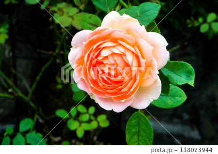 オレンジ色のガーデンローズ 118023944