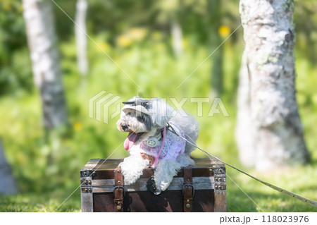 木陰でわんこと 木陰でわんこと 118023976