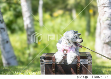 木陰でわんこと 木陰でわんこと 118023977