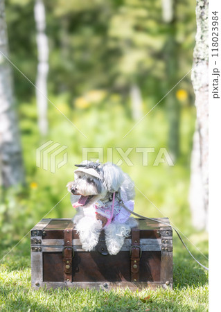 木陰でわんこと 木陰でわんこと 118023984