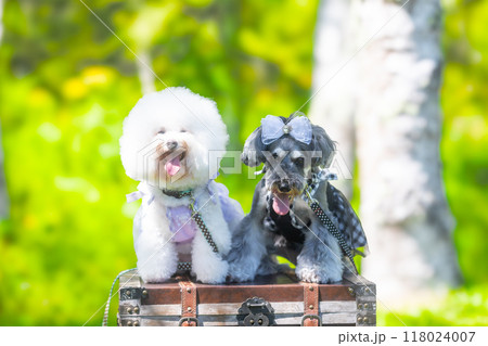 木陰でわんこと一緒 118024007