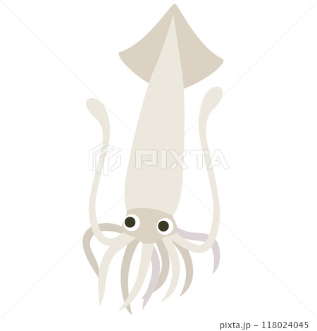 イカ　スルメイカ　魚介類 118024045