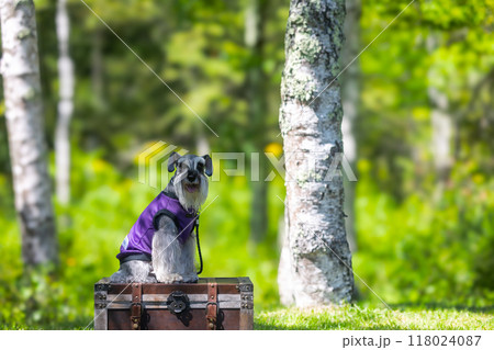 木陰でわんこと一緒に　ミニチュアシュナウザー 118024087