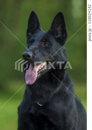 Portrait of a black german shepard dog on green background Portrait of a black german shepard dog on green background 118024142